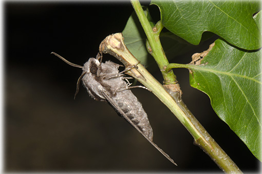 Sphinx maurorum