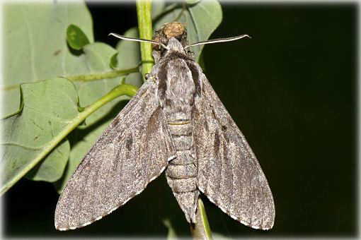 Sphinx maurorum