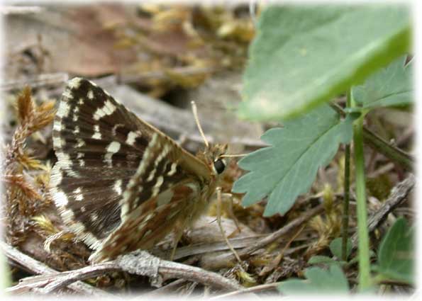 Spialia sertorius