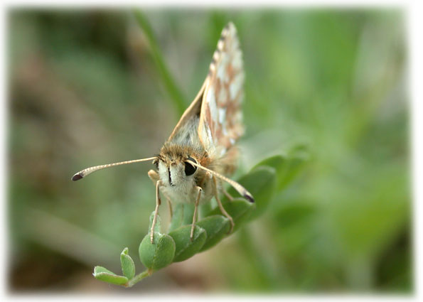 Spialia sertorius