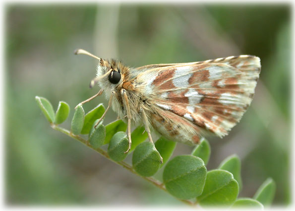 Spialia sertorius