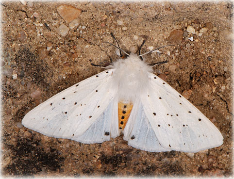  Spilosoma luteum lubricipeda 