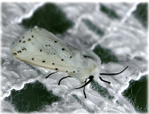 spilosoma-luteum