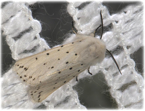 spilosoma-luteum