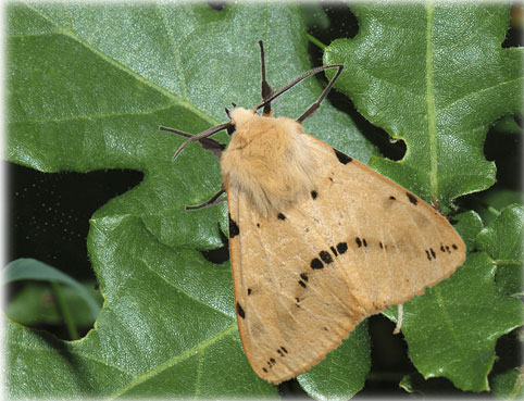 spilosoma-luteum