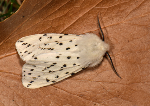 Spilosoma