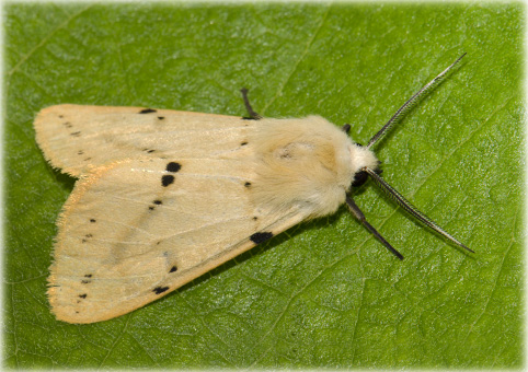 Spilosoma luteum