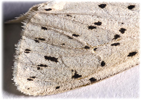 Spilosoma