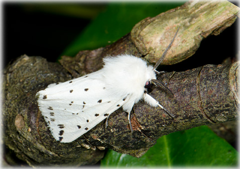 spilosoma_lubricipeda