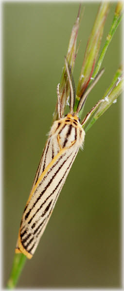 Spiris striata