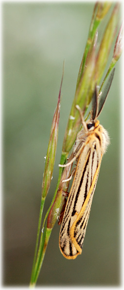 Spiris striata