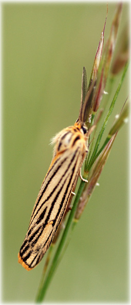 Spiris striata