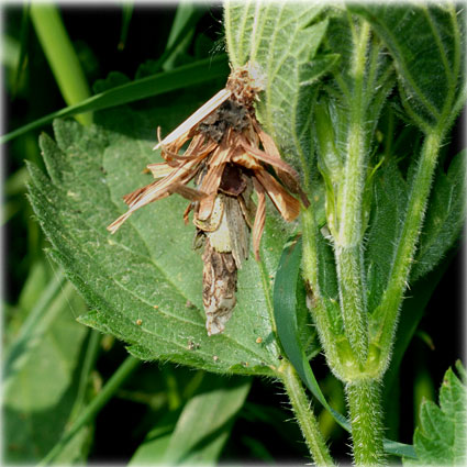 Canephora unicolor 