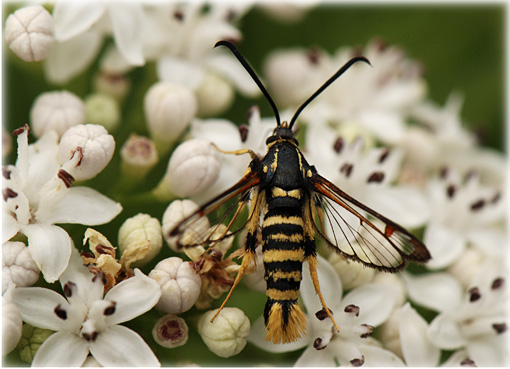 Synanthedon-vespiformis