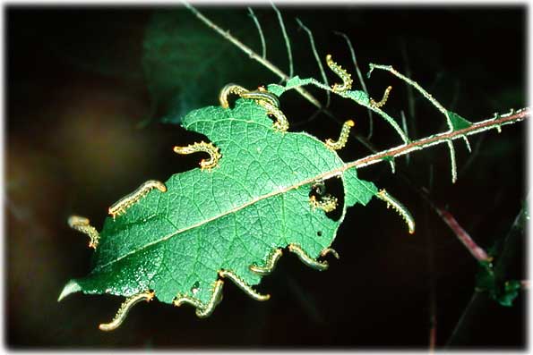 tenthredes
