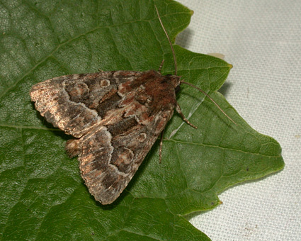 Thalpophila matura