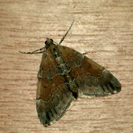 Thera britannica