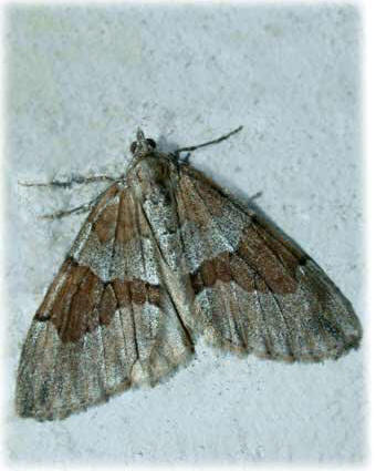 Thera obeliscata 