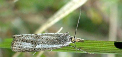 Thisanotia Chrysonuchella