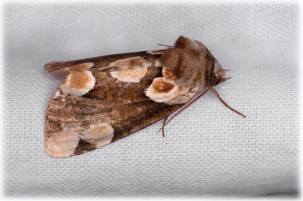 Thyatira batis