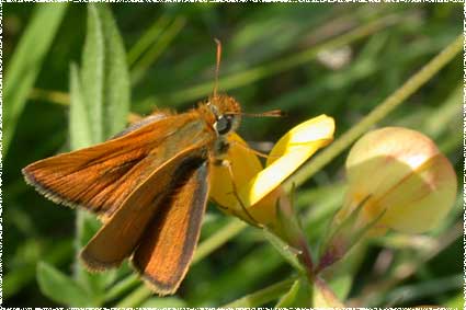 Thymelicus Sylvestris