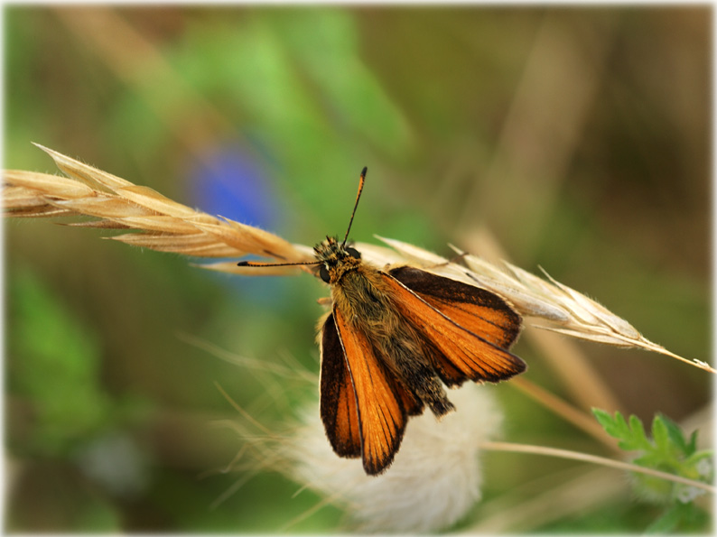 Thymelicus Sylvestris