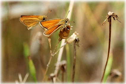 Thymelicus Sylvestris