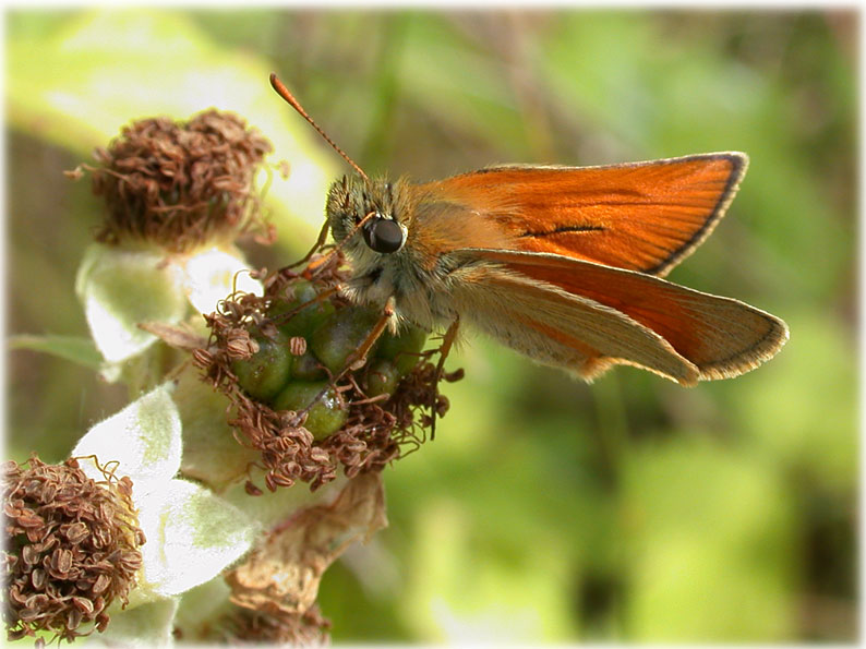 Thymelicus Sylvestris