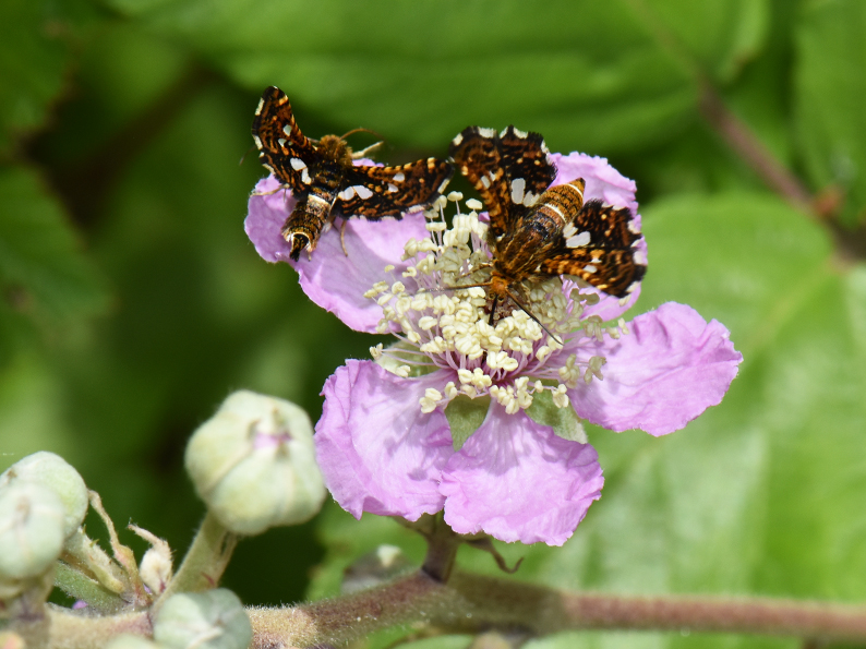 thyris fenestrella