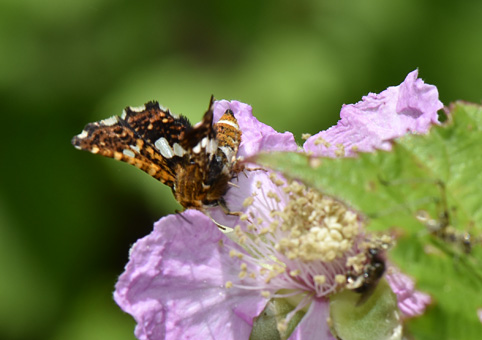 thyris fenestrella