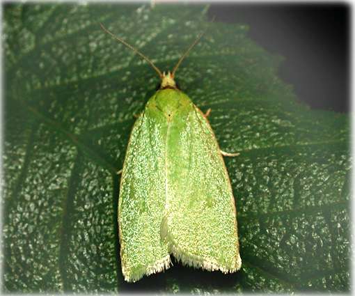 tortrix viridana