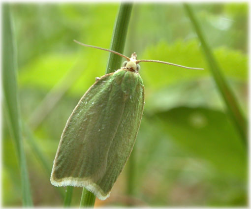 Tortrix viridana