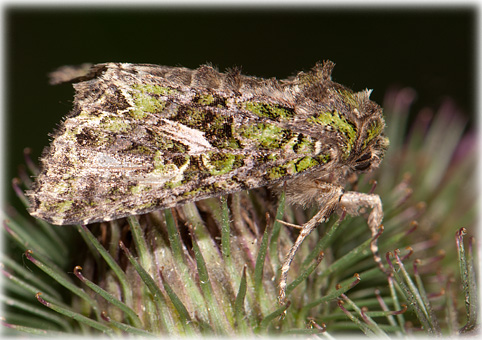 trachea-atriplicis