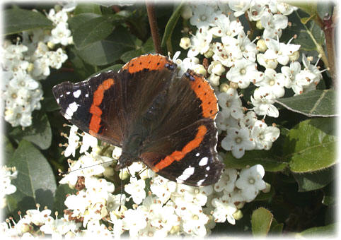 Vanessa atalanta 