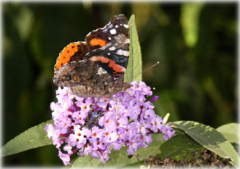 Vanessa atalanta