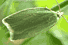 tortrix