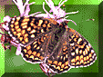 melitaea phoebe