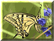 Machaon