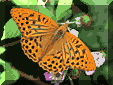 argynnis