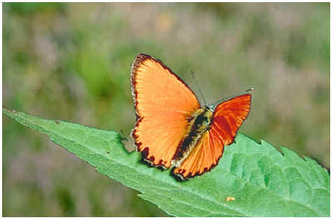  Heodes virgaureae = Lycaena virgaureae