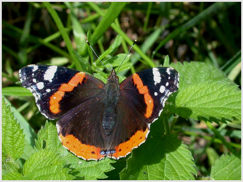 Vulcain, Vanessa atalanta