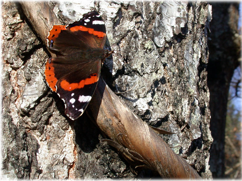 Vanessa atalanta