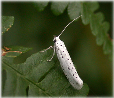 Yponomeuta padella