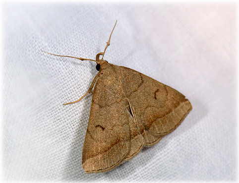 Zanclognatha lunalis